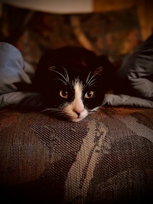 A black and white cat with prominent yellow eyes rests calmly on a textured surface that resembles a woven fabric. The cat is lying on its stomach with its head slightly raised, showing a relaxed demeanor. In the background, there is an indistinct blur that gives a cozy, homey feel.