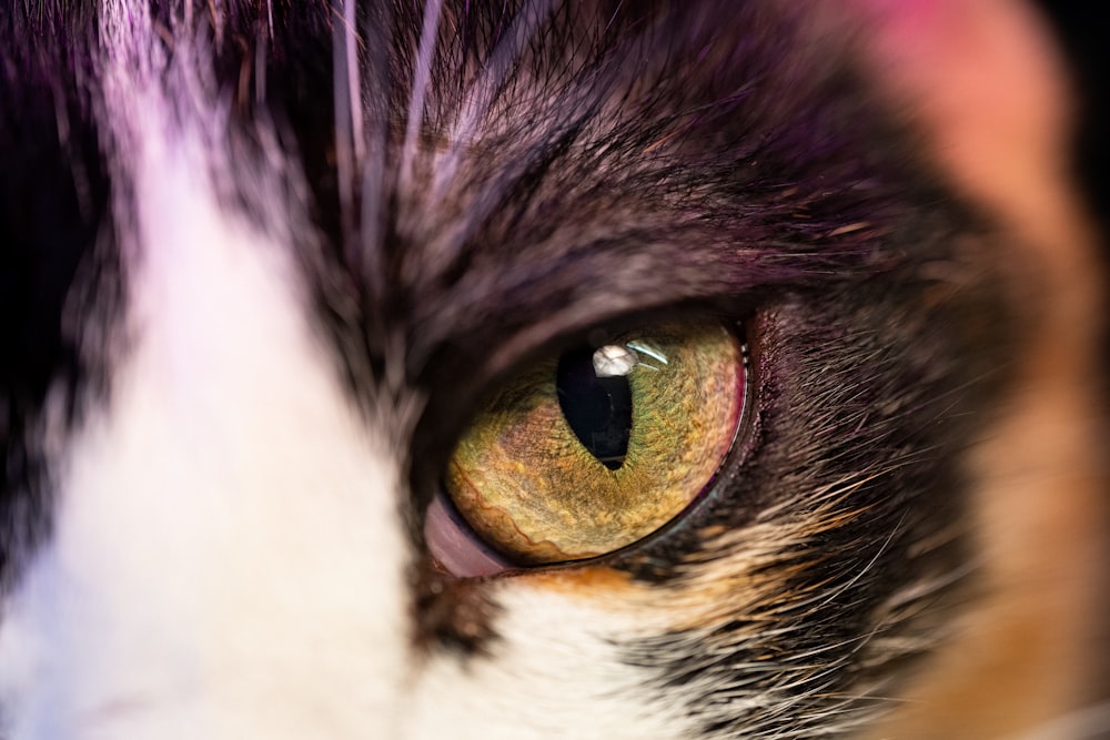 a close up view of a cat's eye