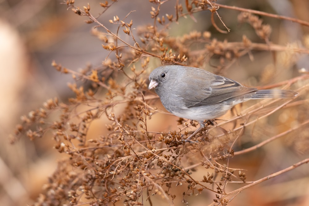 Un piccolo uccello grigio appollaiato sulla cima di una pianta