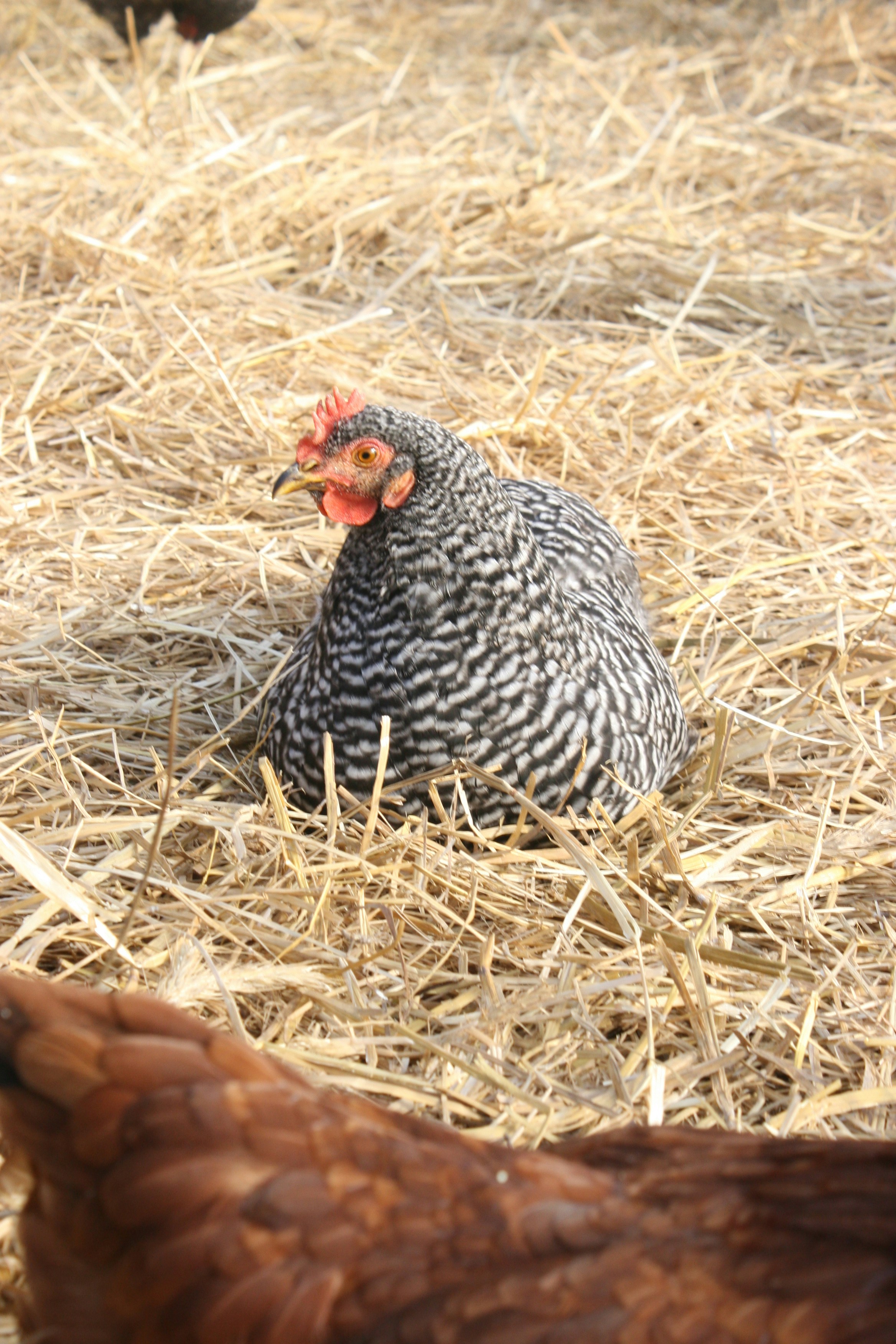 Premium Chicken Feed