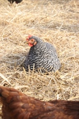 Bedding for poultry in a farm setting.