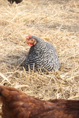 A speckled hen sits nestled in a bed of straw, with another brown chicken partially visible in the foreground. The setting is outdoors on a dry, earthy surface.