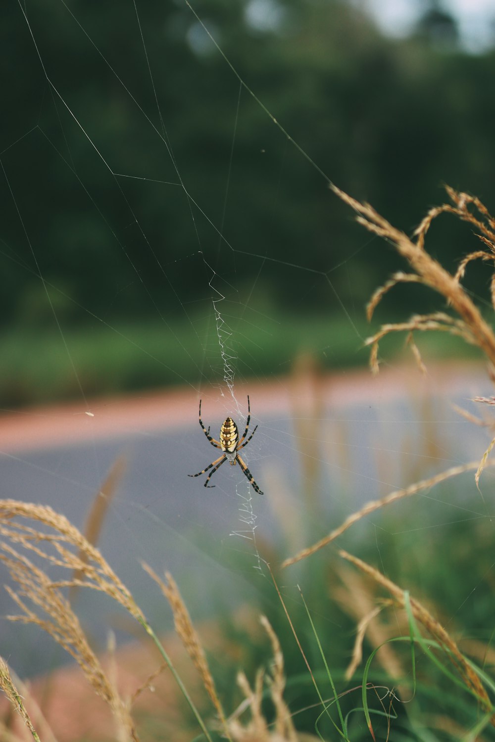 a yellow and black spider sitting on its web