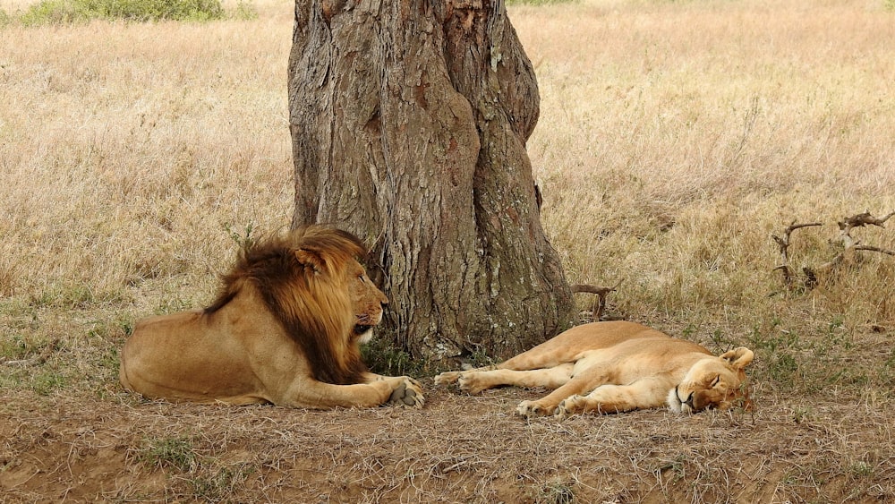 a couple of lions laying next to a tree