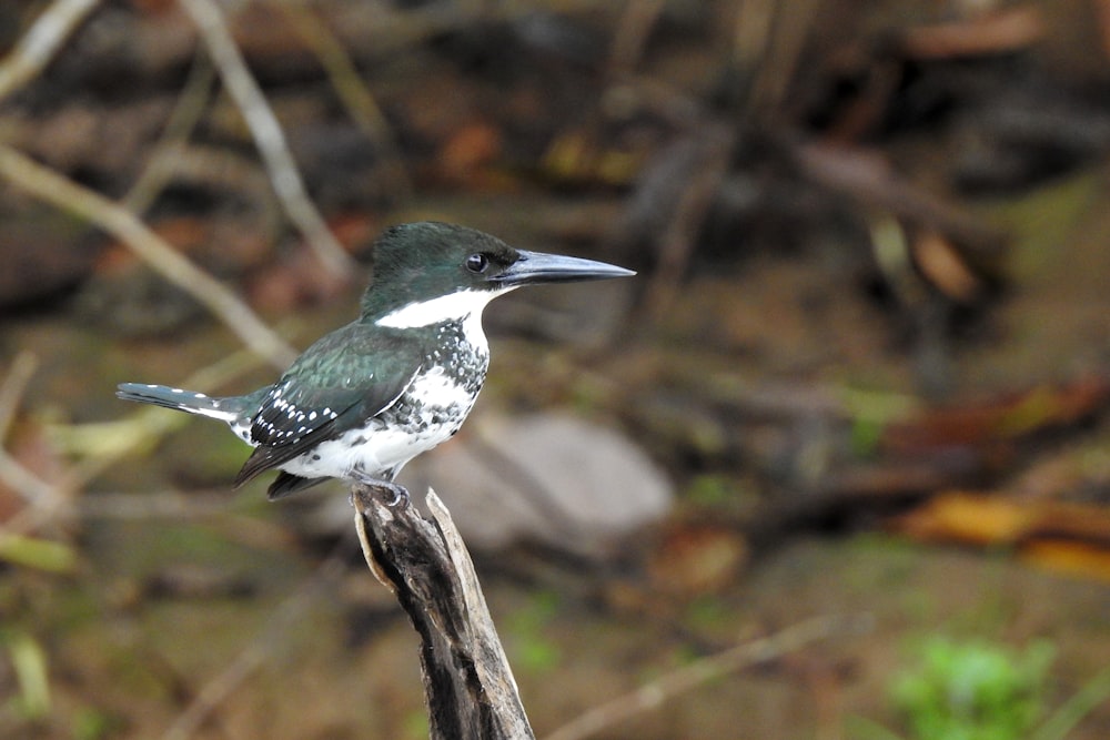 a small bird sitting on top of a wooden stick