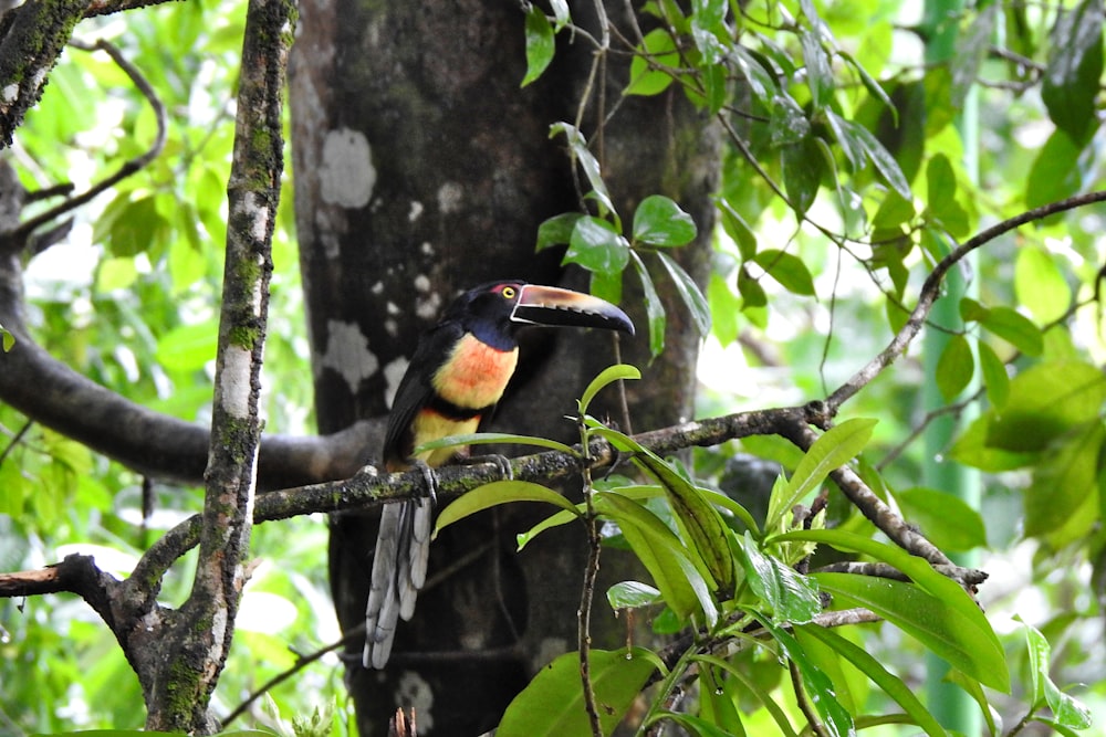 a colorful bird perched on a tree branch