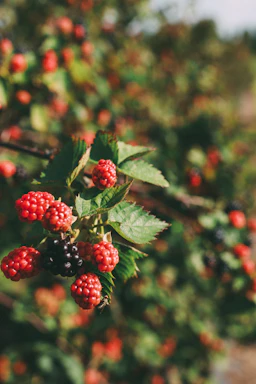 berries on a bush with green leaves and red berries