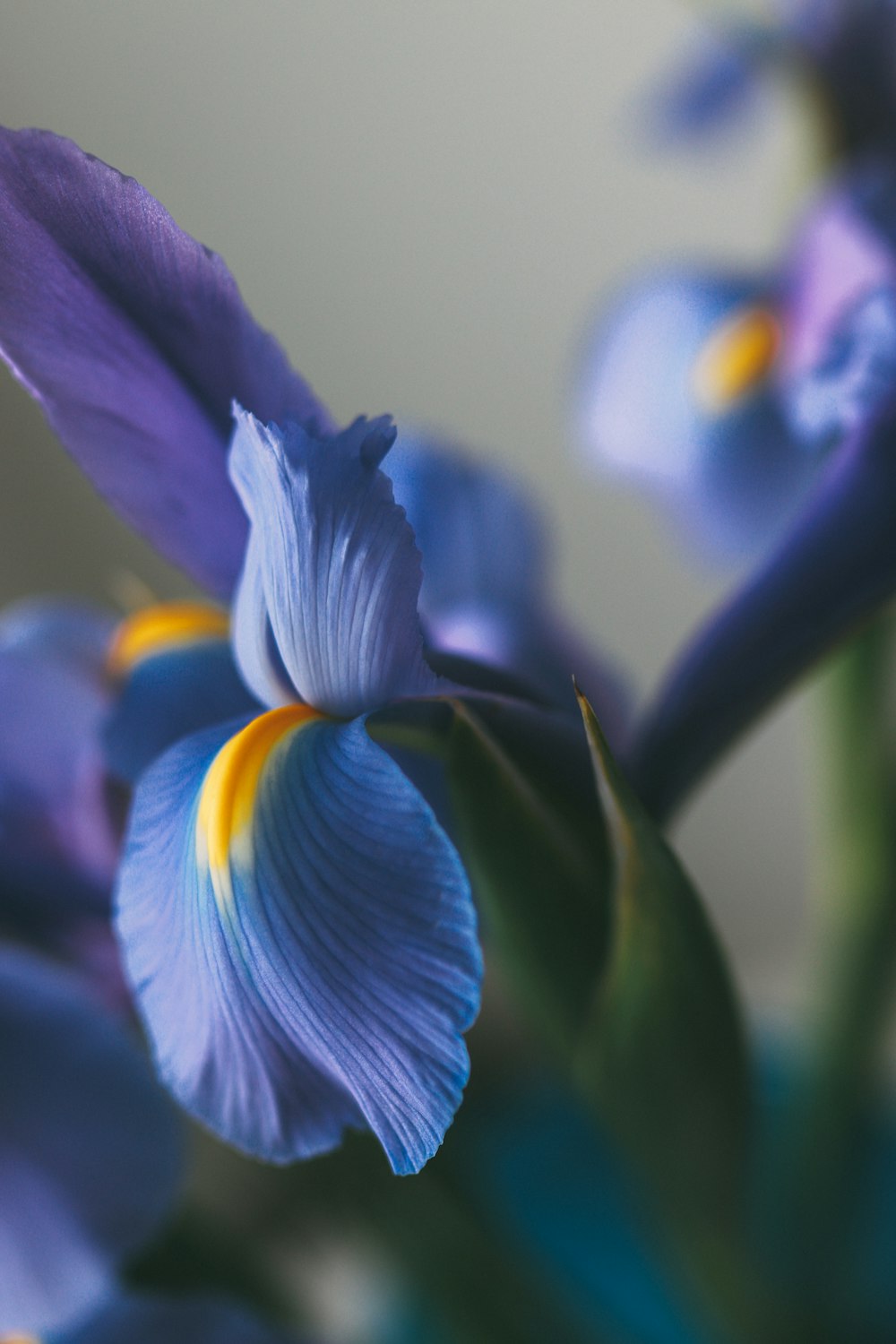 a close up of a blue flower with yellow tips