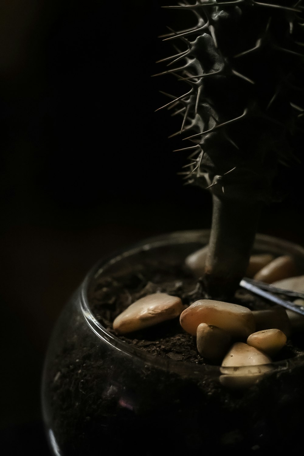 a small cactus in a pot with a pair of scissors