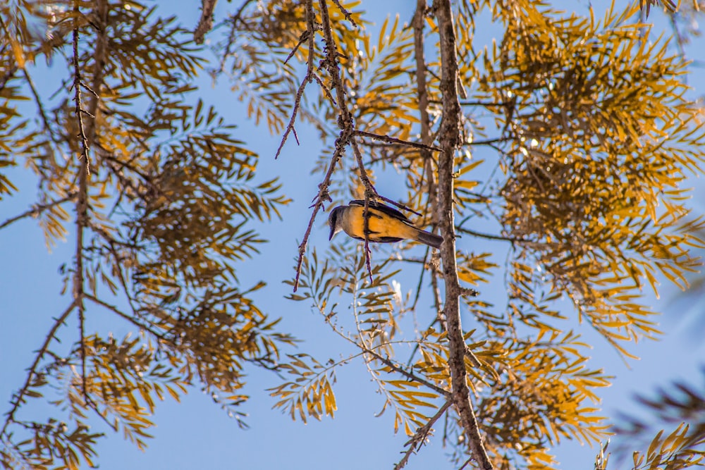 a bird sitting on a branch of a tree