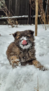 A fluffy puppy happily playing in the snow at Paws & Sled kennel.