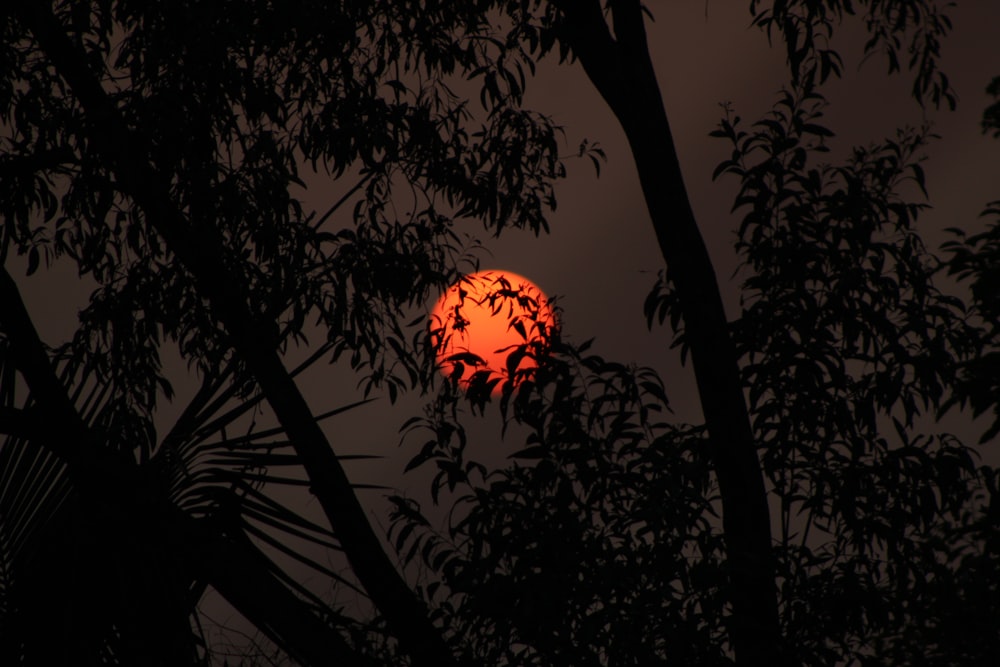 a full moon is seen through the branches of a tree