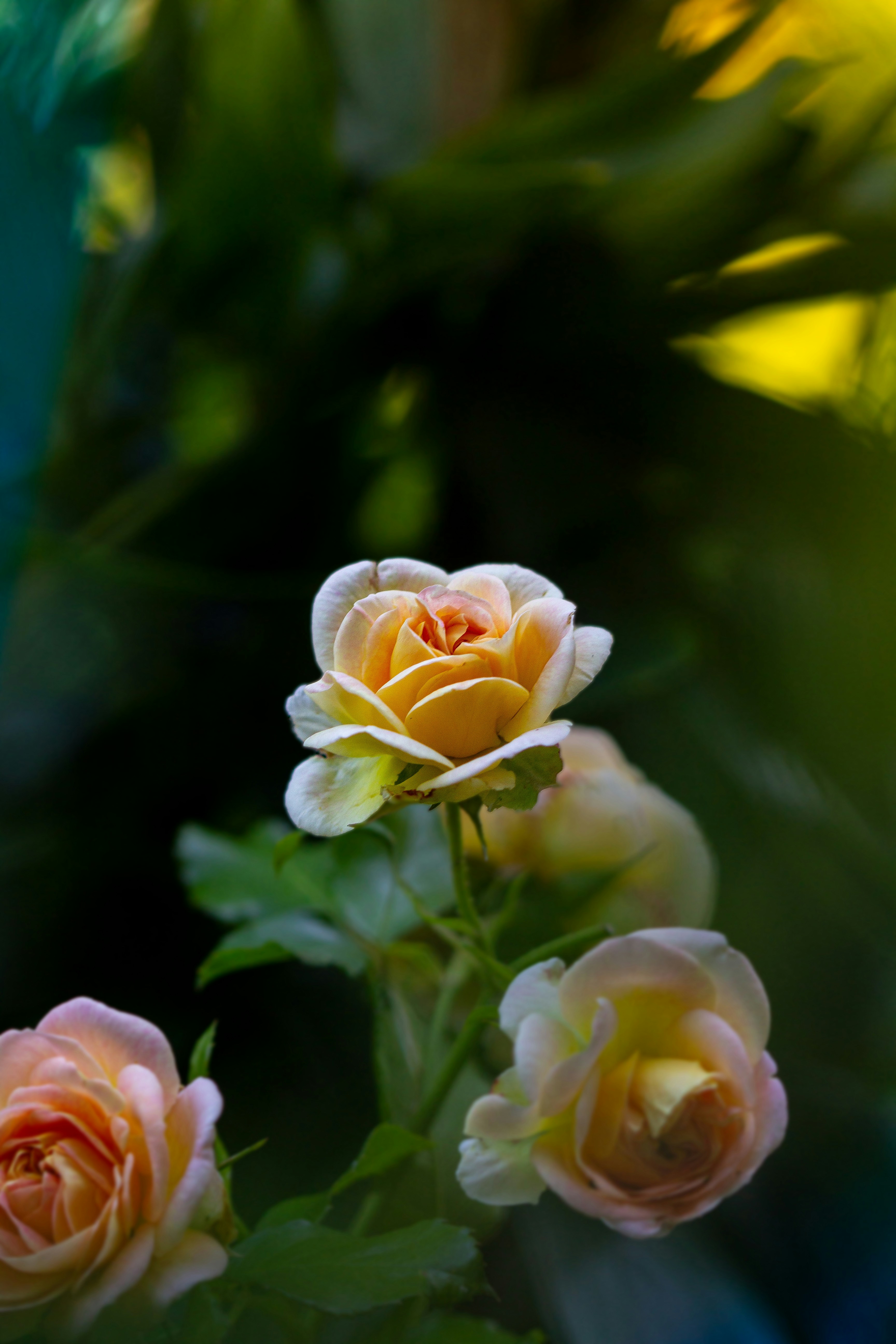 Photo by carlowaltiphotography