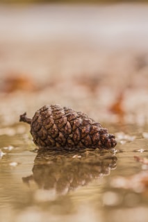 A pine cone rests on a reflective surface, possibly water, with a soft focus on the background, creating a tranquil and natural scene.