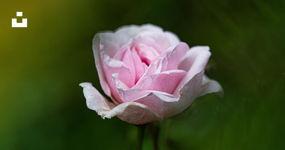 Una sola rosa rosa floreciendo en un tallo verde foto – Imagen de Rosa ...