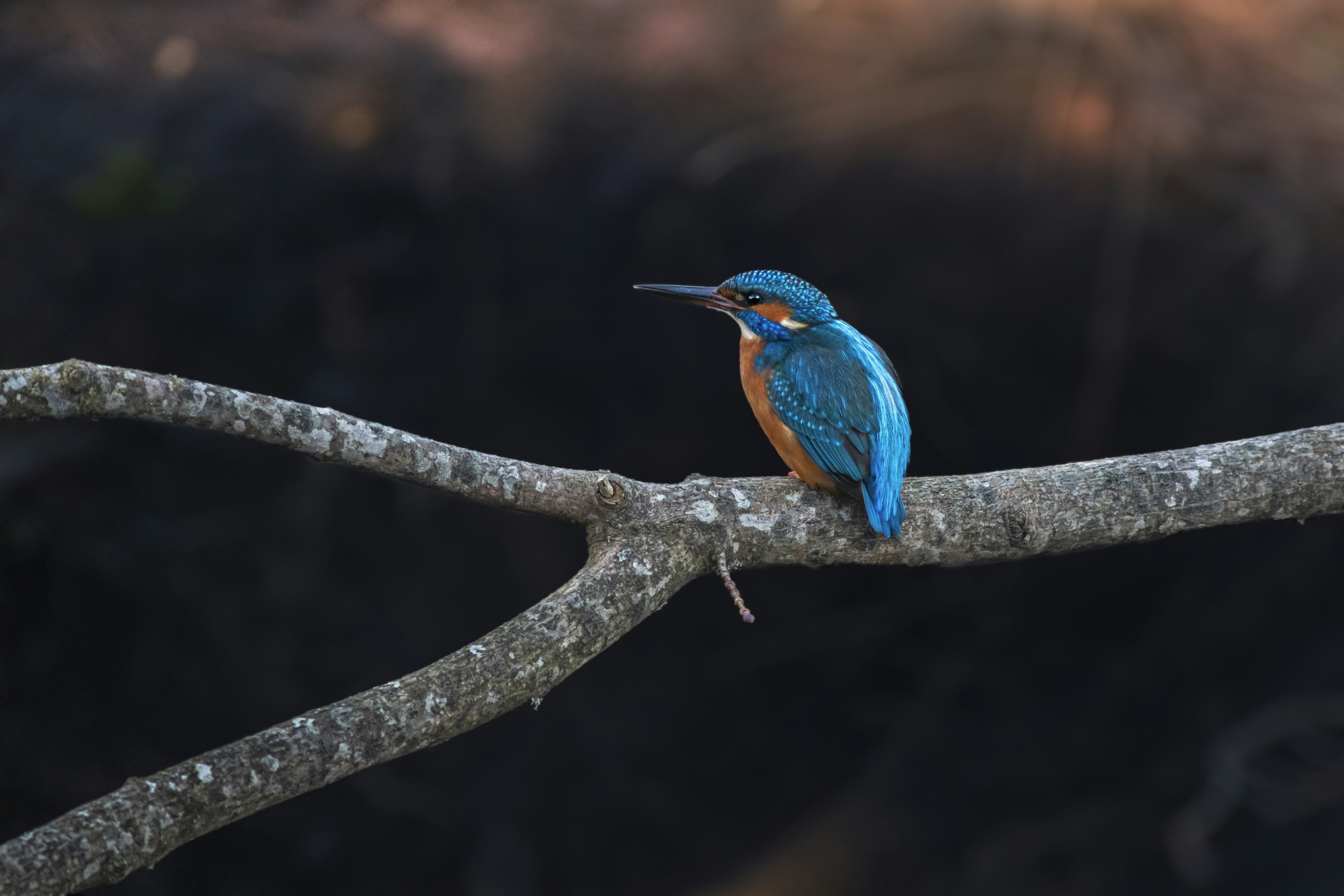 Photo by erik_karits