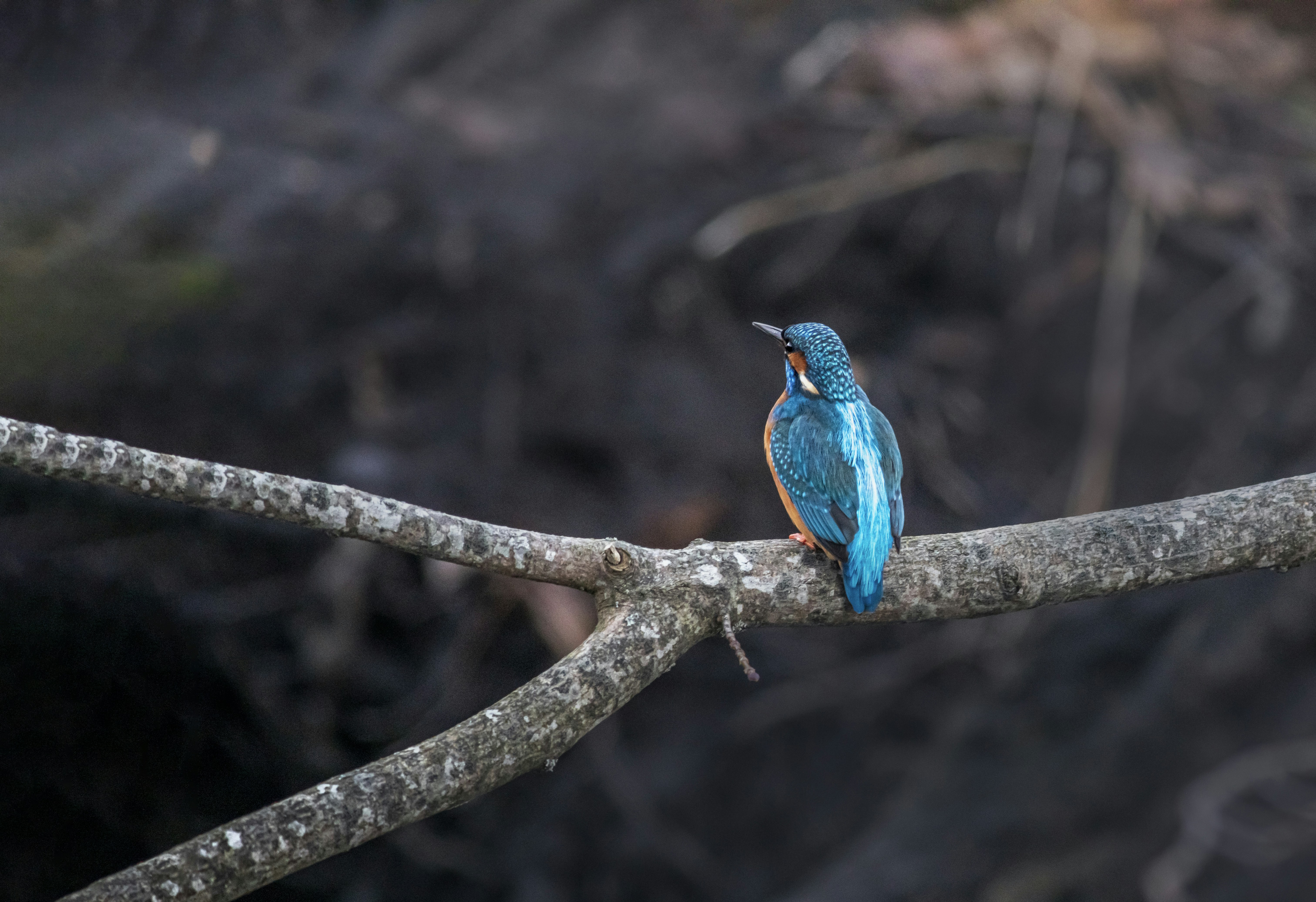 Photo by erik_karits