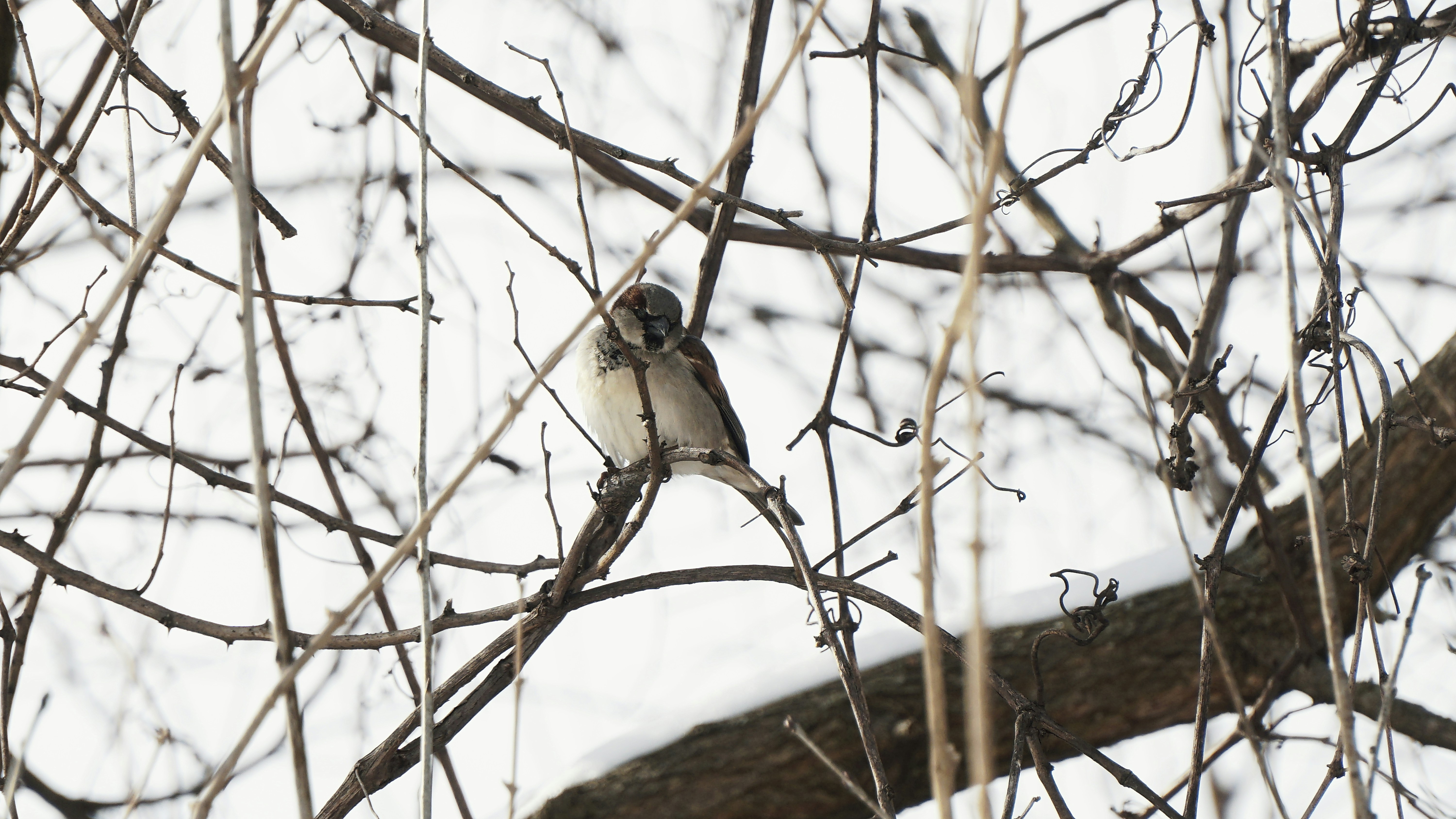 Photo by mrgreatheart