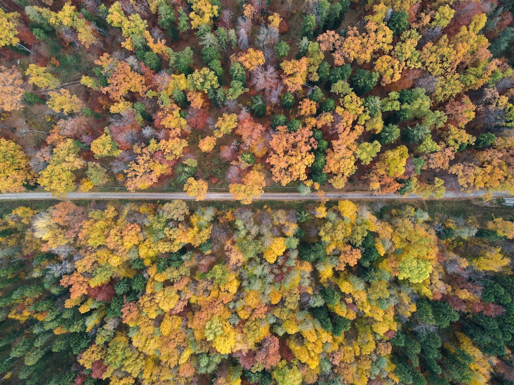 an aerial view of a road surrounded by trees