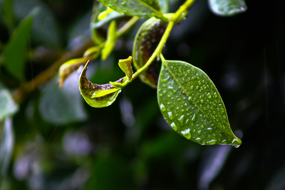 a close up of a leaf with water droplets on it