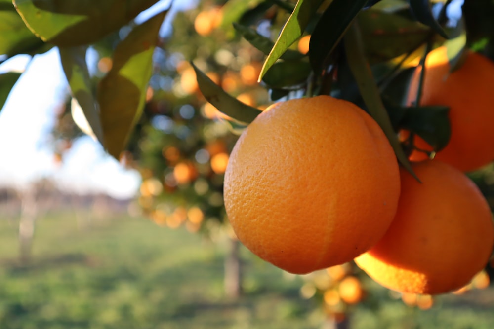 a tree filled with lots of ripe oranges