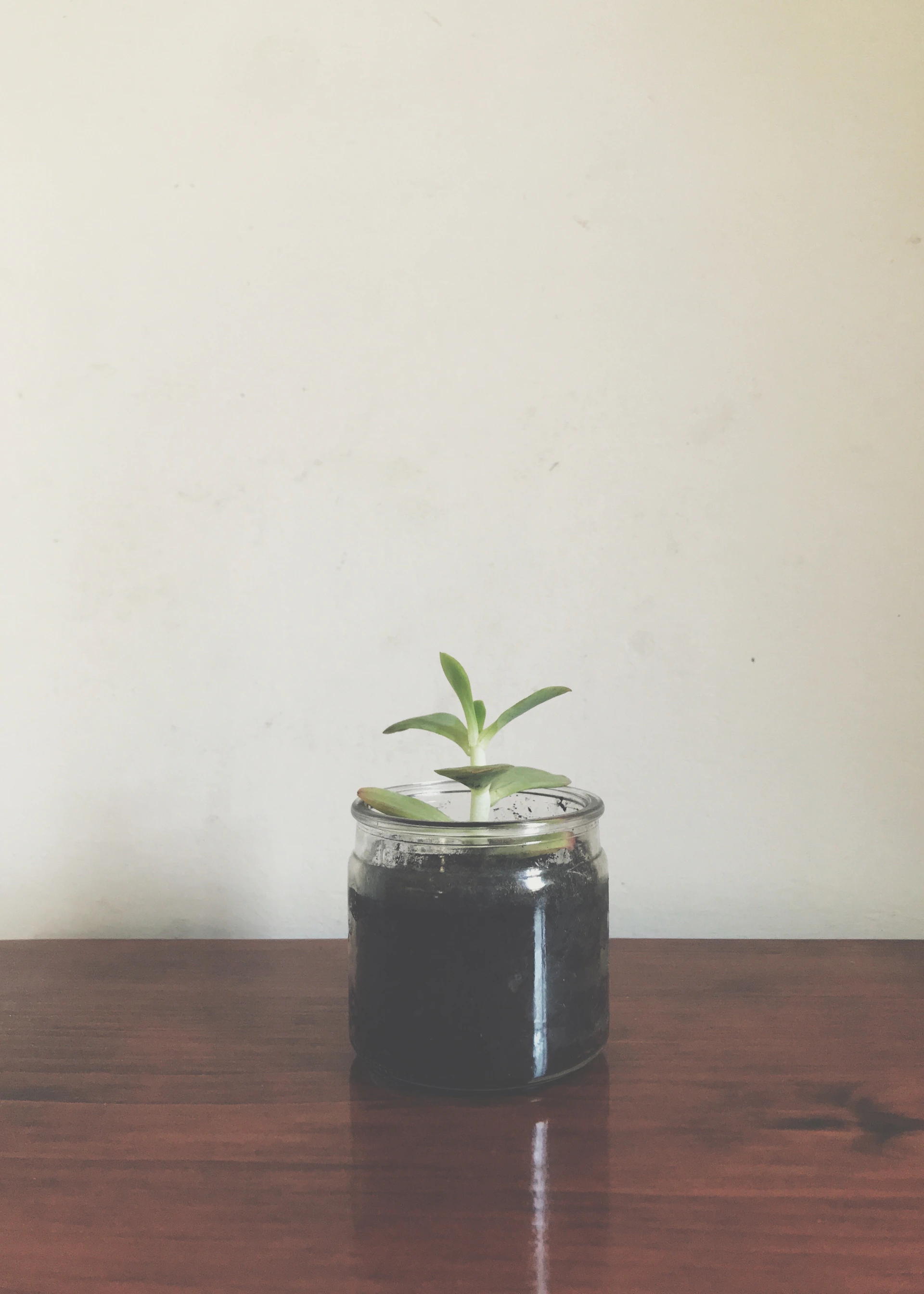a potted plant sitting on top of a wooden table