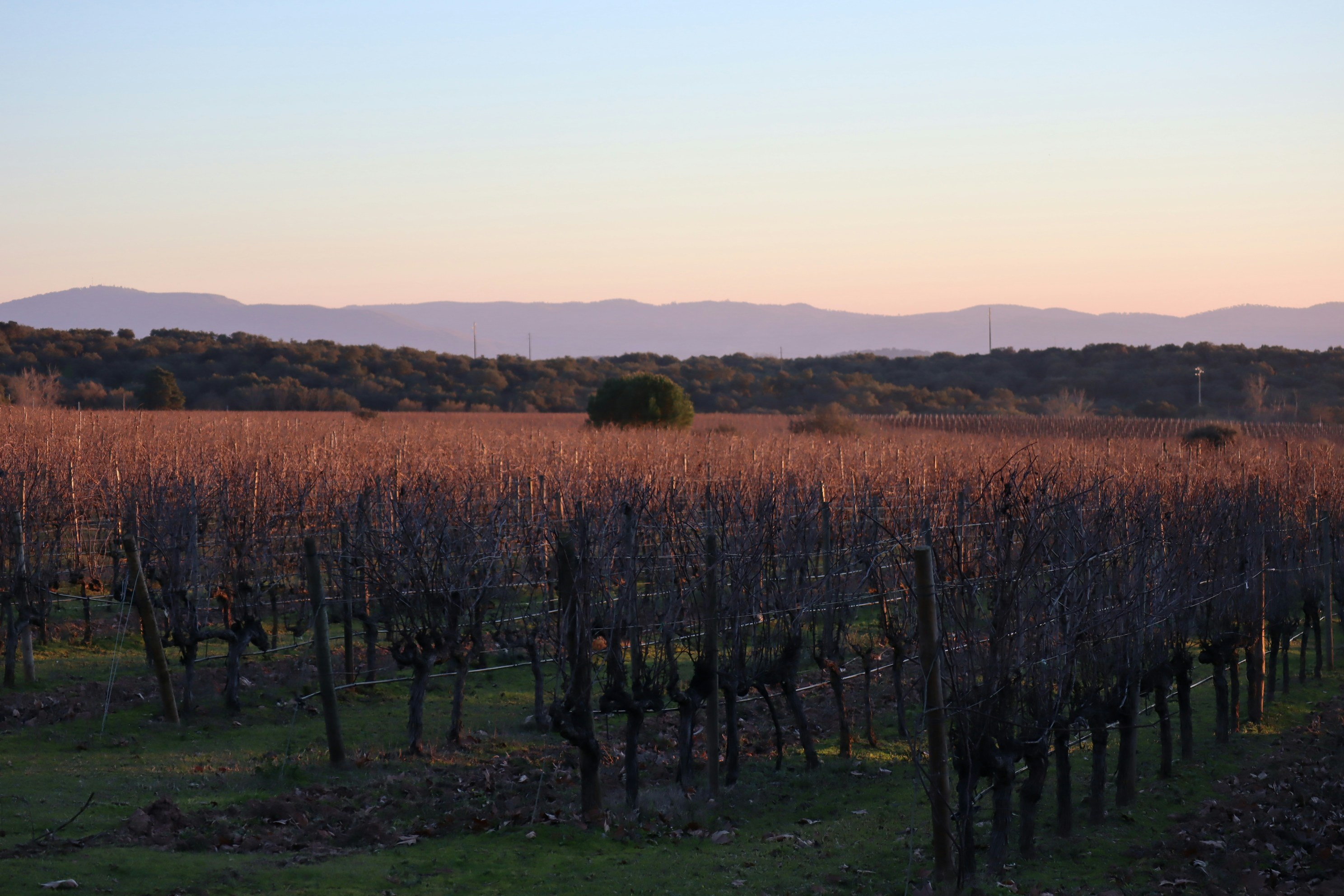 a field with a bunch of trees in it