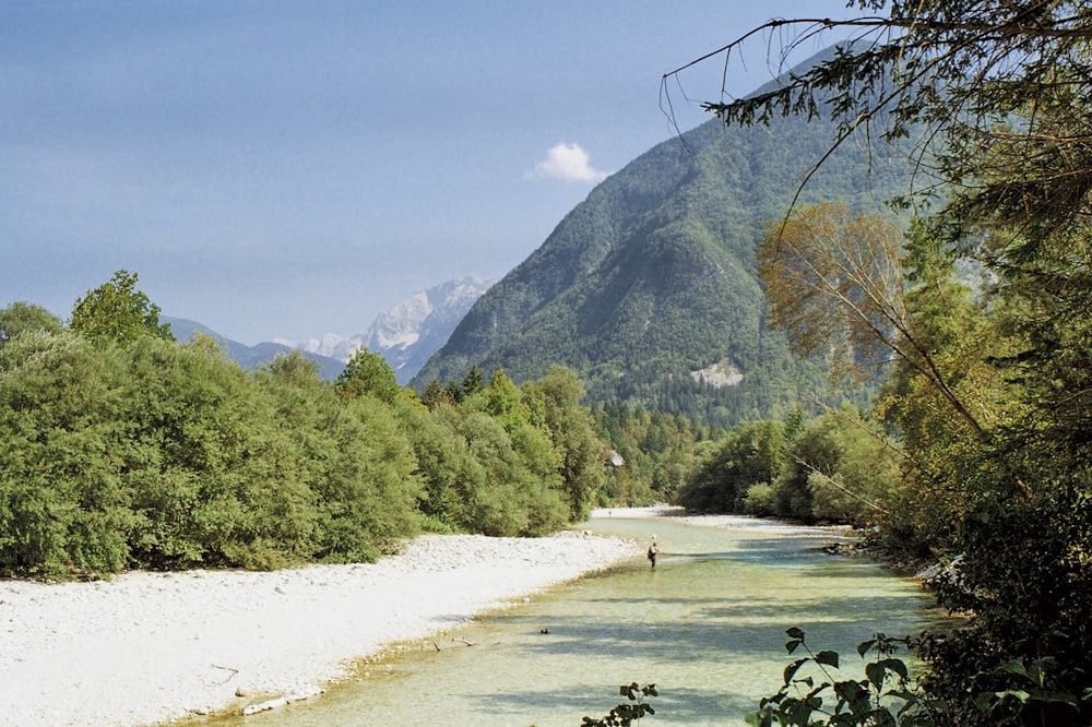 a river running through a lush green forest