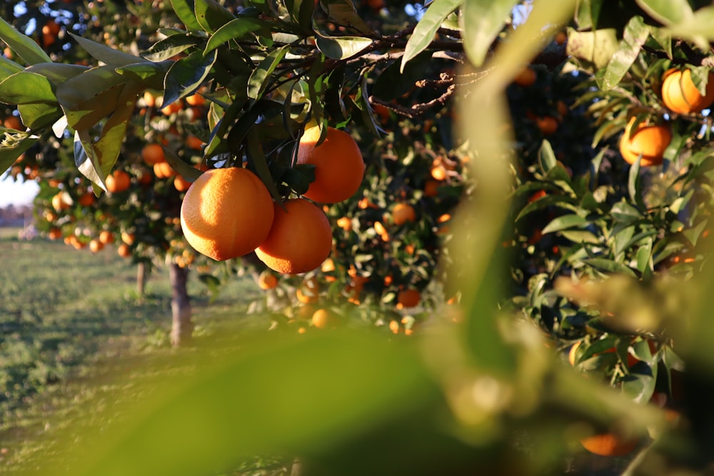 an orange tree filled with lots of ripe oranges