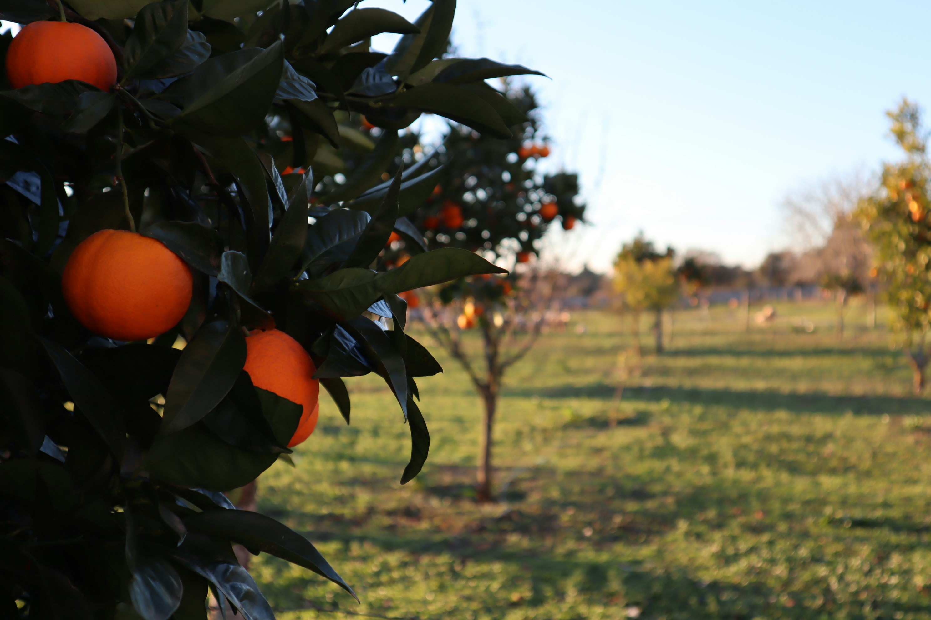 an orange tree with oranges growing on it