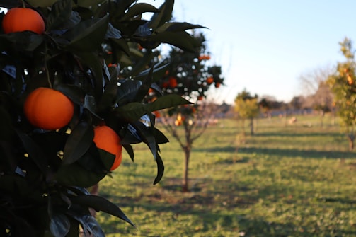 an orange tree with oranges growing on it