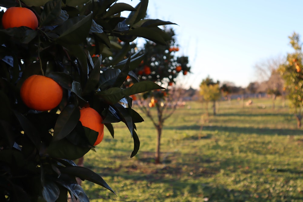 an orange tree with oranges growing on it