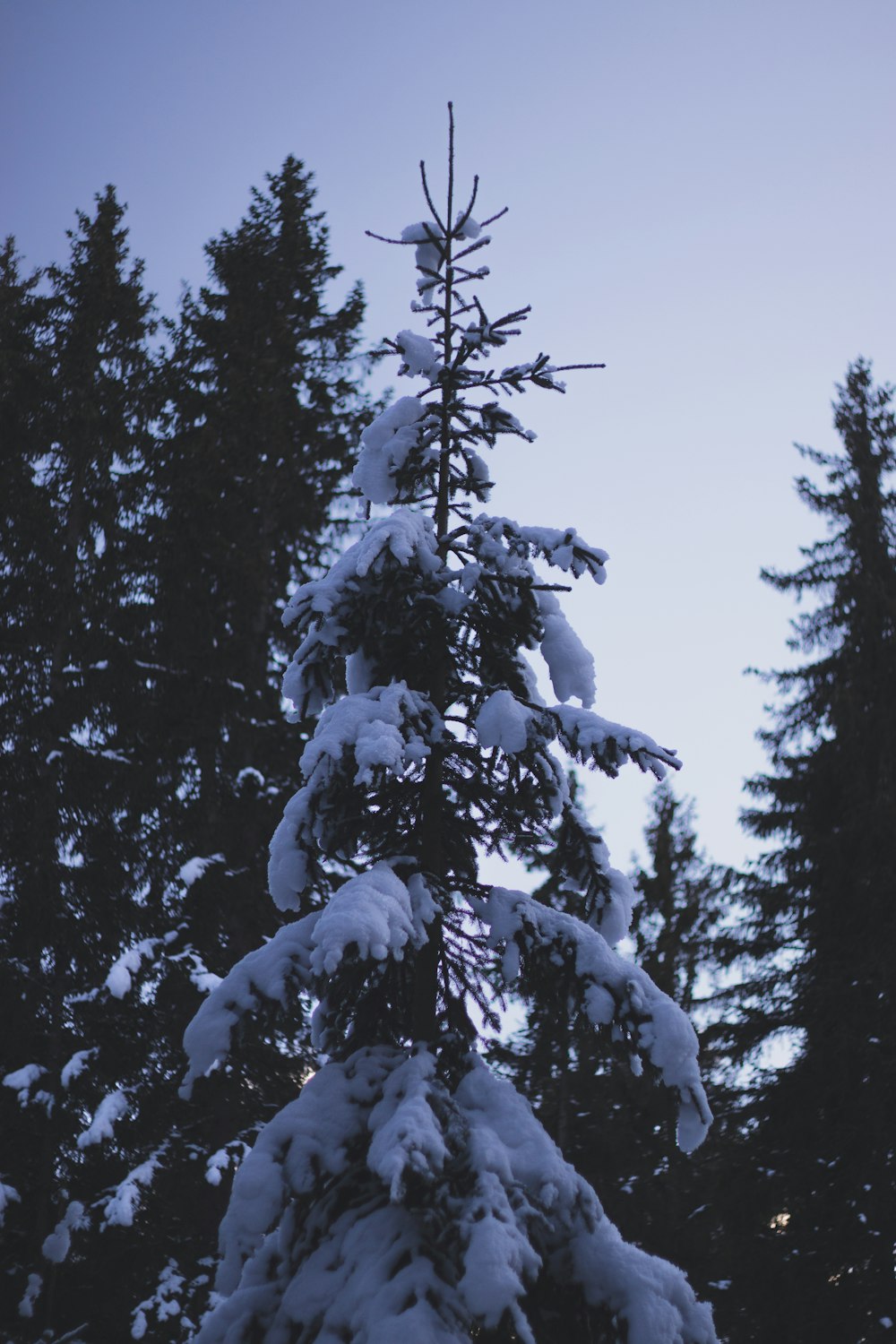 a tall pine tree covered in snow
