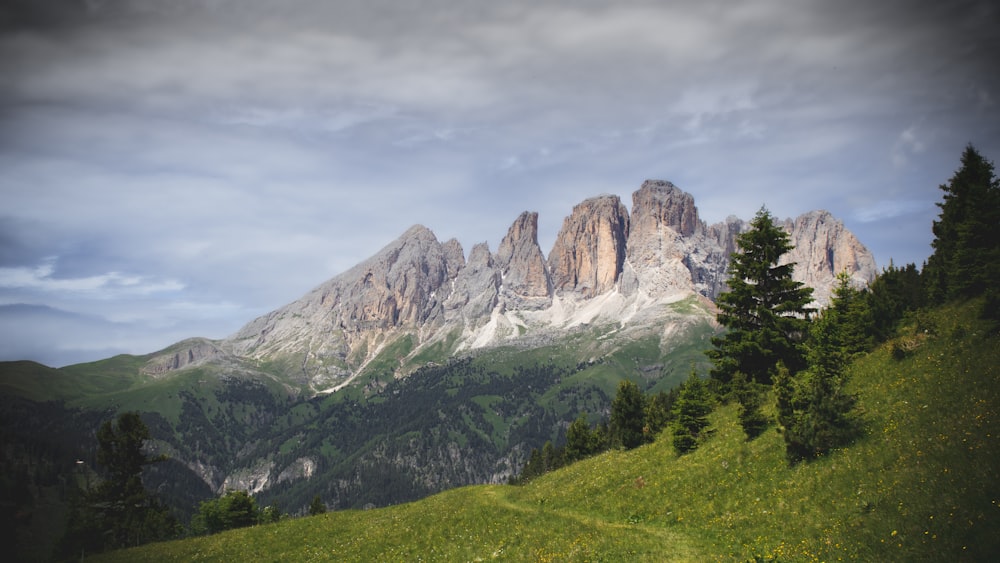 a grassy field with trees and mountains in the background