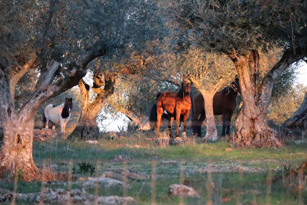 a group of horses standing in the shade of some trees
