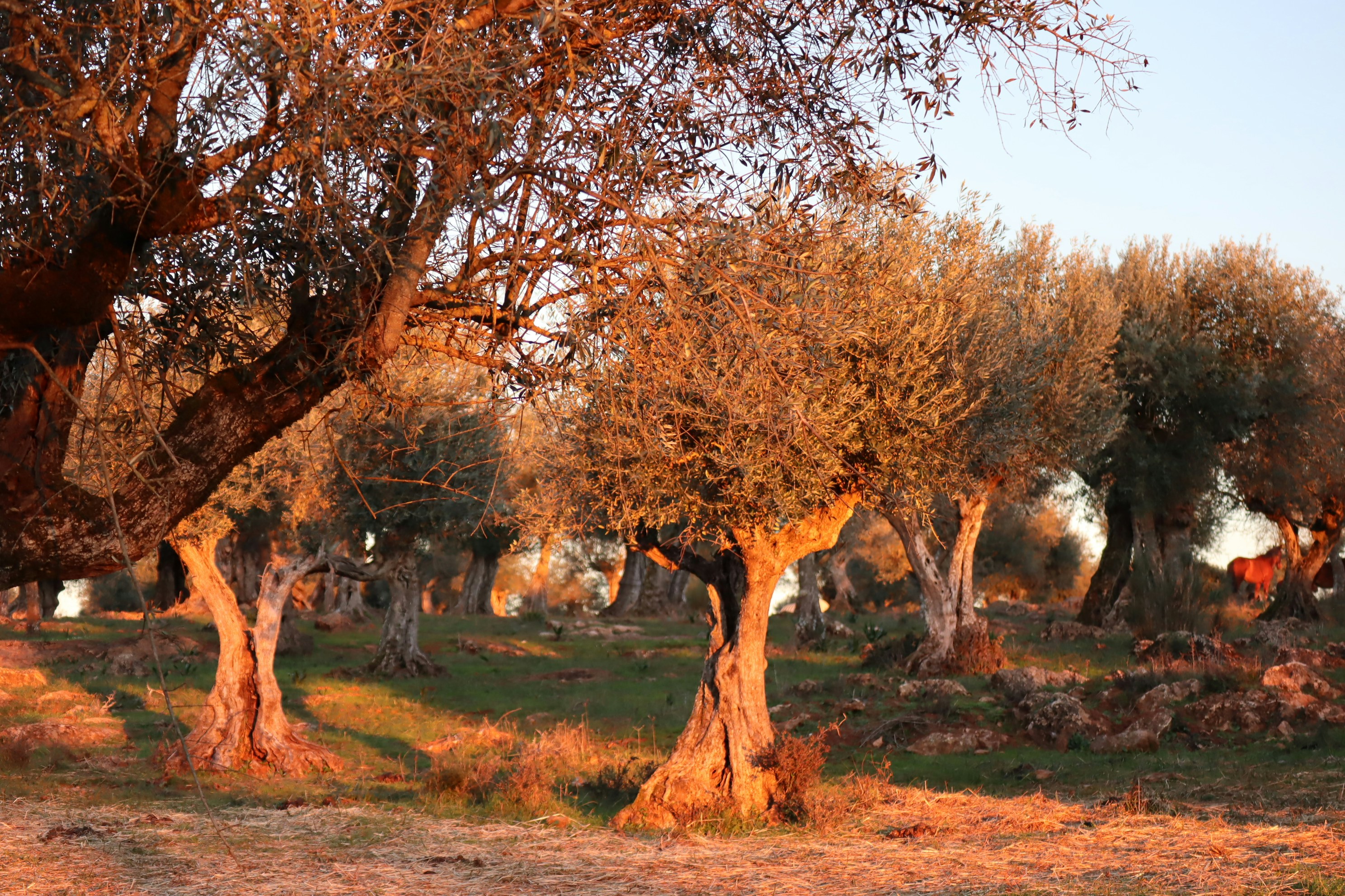 a herd of giraffe standing next to a forest filled with trees