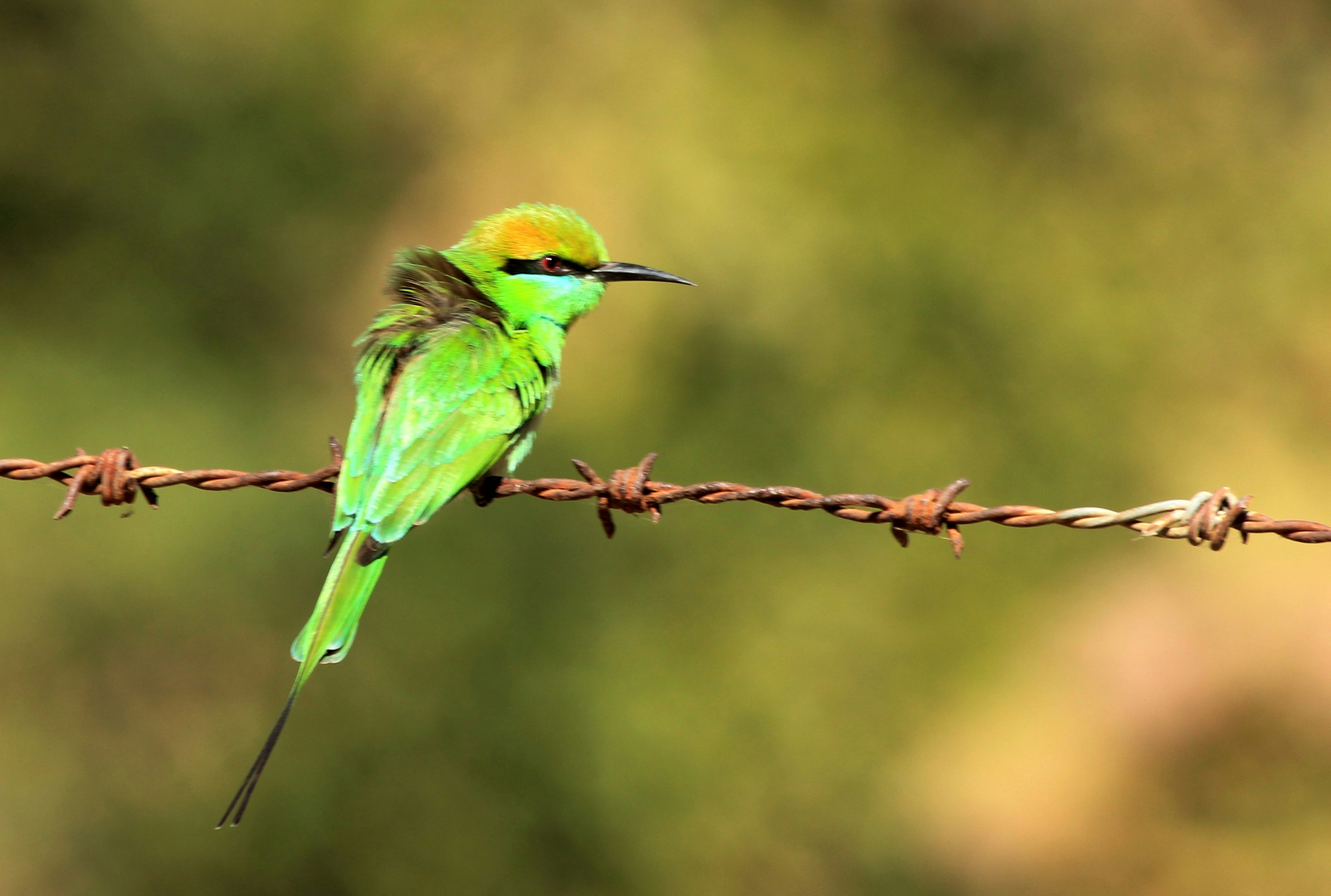 Photo by amolvalimbe