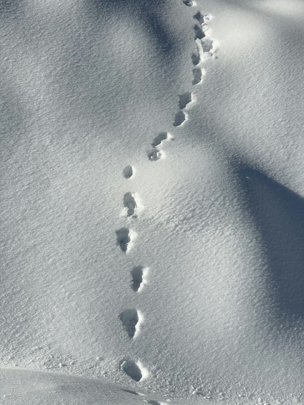 a trail of footprints in the snow