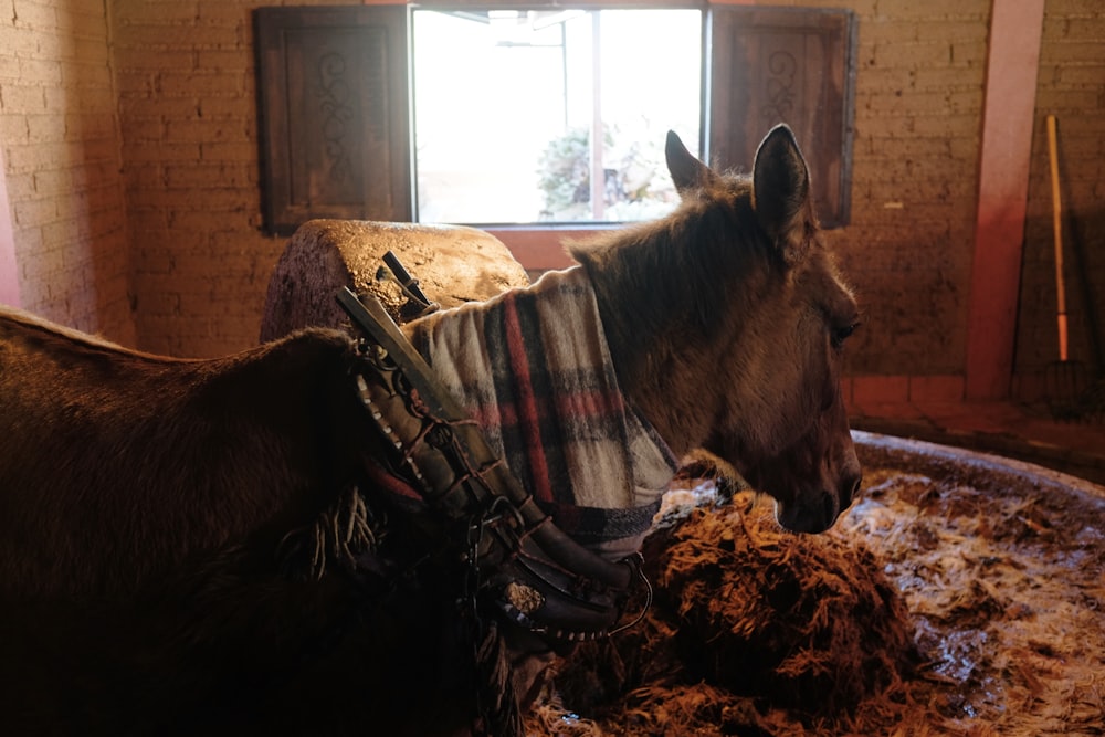 two donkeys in a barn with a blanket on their backs