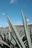 Close-up of blue agave plants in the Jalisco landscape under soft morning light.