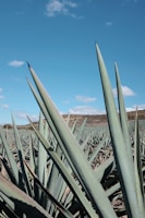 A field of agave plants with long, pointed leaves extending towards the sky. The landscape stretches into the distance with a gentle slope of hills in the background under a bright blue sky with scattered clouds.