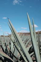 A scenic view of Colima’s lush agave fields under a bright blue sky, symbolizing growth and roots.