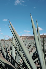 A scenic view of agave fields under a clear blue sky.