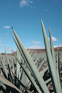 Close-up of blue agave plants stretching across sunlit fields under a clear sky.
