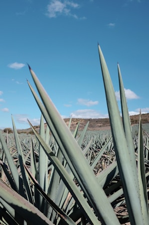 A field of agave plants with long, pointed leaves extending towards the sky. The landscape stretches into the distance with a gentle slope of hills in the background under a bright blue sky with scattered clouds.