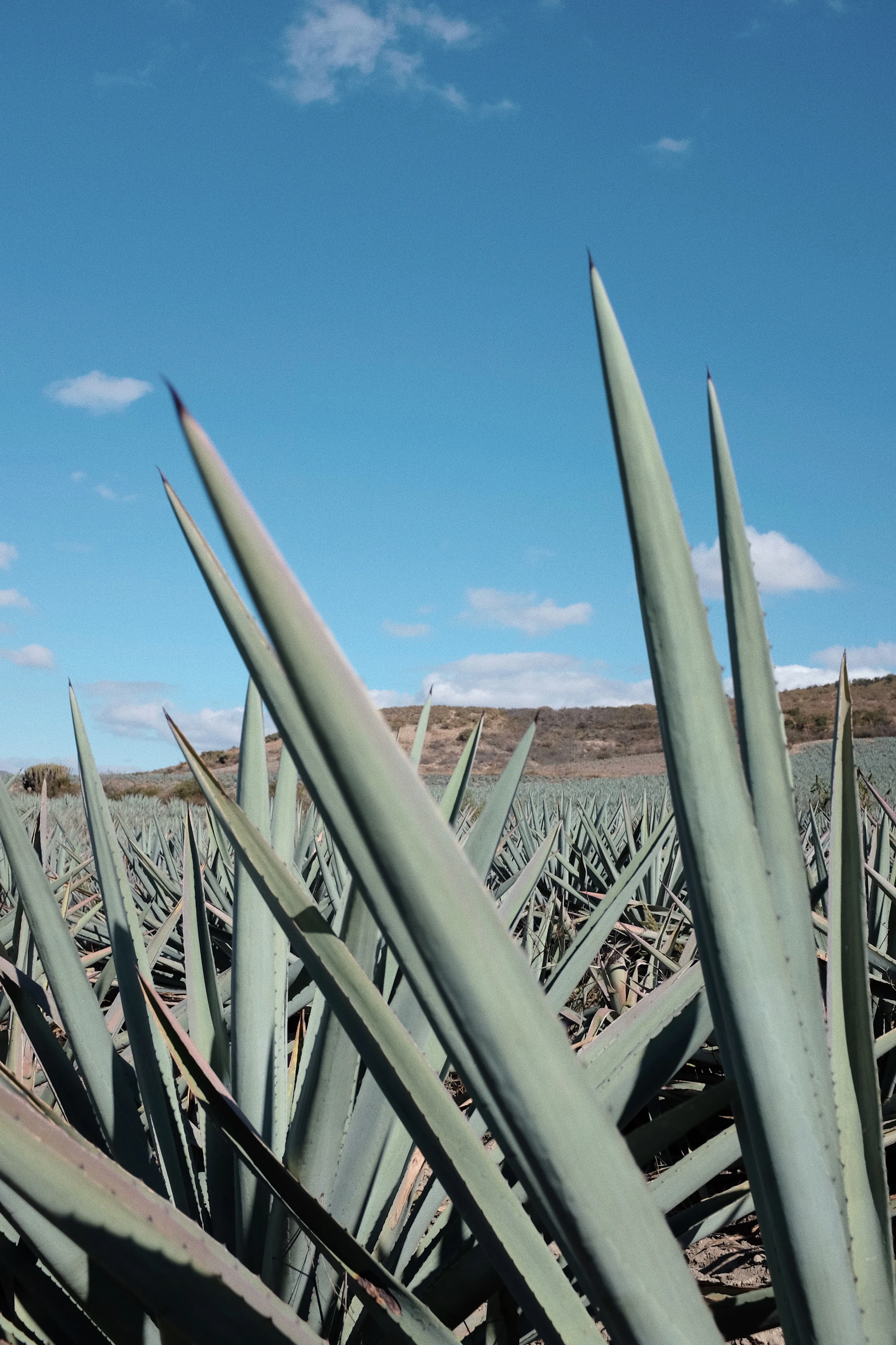 Agave fields at golden hour