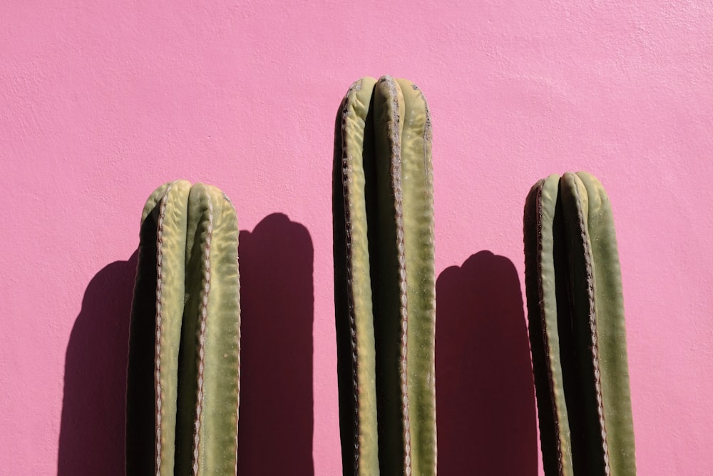 a pink wall with three green cactus plants