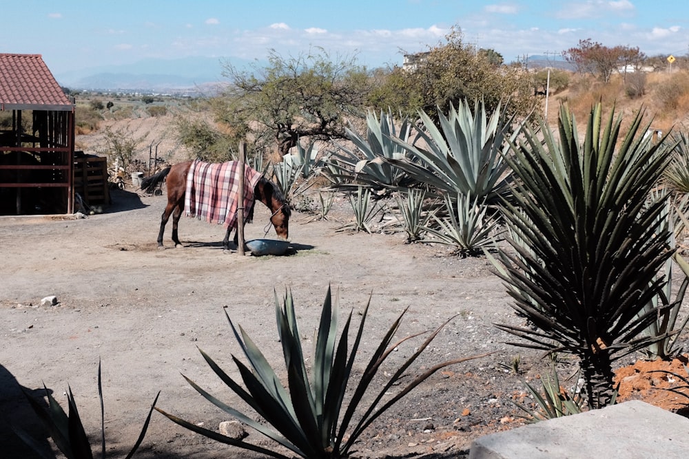 a horse that is standing in the dirt