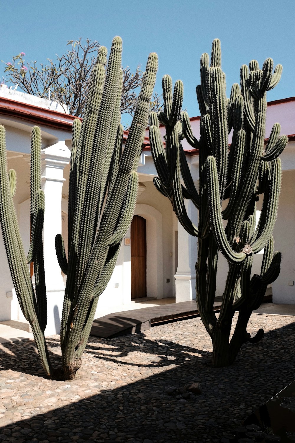 a couple of large cactus standing next to each other