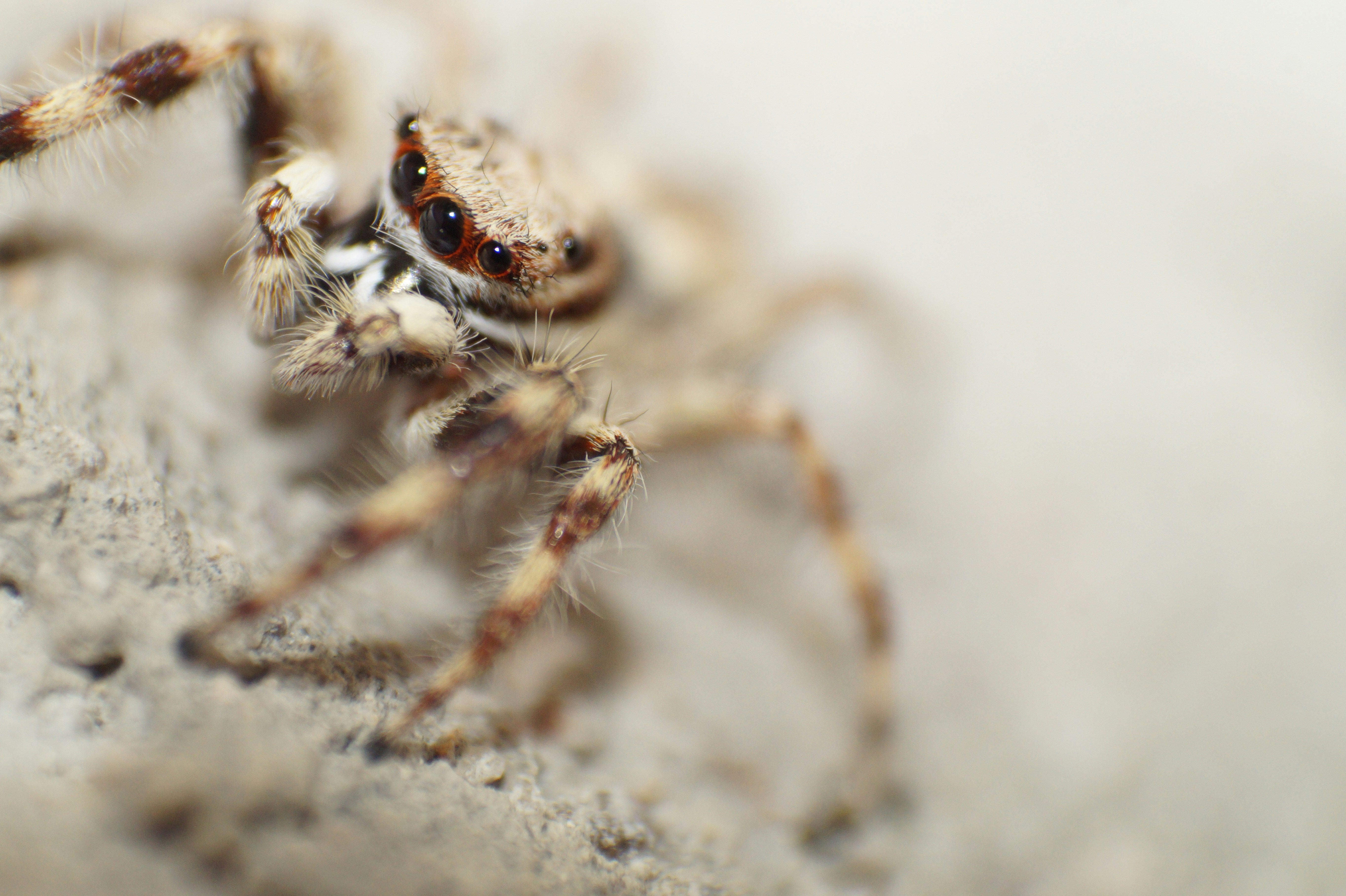 Photo by lanirudhreddy